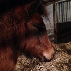 Shetlænder Stjernens Ranee