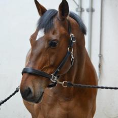 Dansk Varmblod Coctail