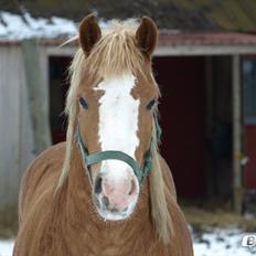 Haflinger Hajo