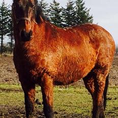 Anden særlig race Cæsar