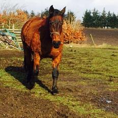 Anden særlig race Cæsar