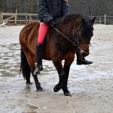 Dartmoor <3 Hammeldrups Desirée <3<3<3