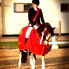 Welsh Partbred (Sec F) West Side Pride Pioneer