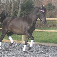 Pura Raza Española Cassiopeia Cezz