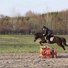 Welsh Pony (sec B) Hamann's Malou 