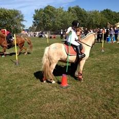 Anden særlig race Mirla