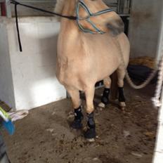 Anden særlig race Mirla