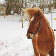 Islænder FENJA FRA ANNERUP