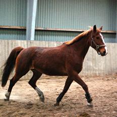 Frederiksborg Lia Toftedal •RIP•