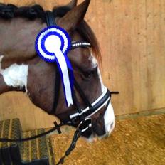 Anden særlig race Onyx