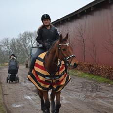 Holstener Lacostino 