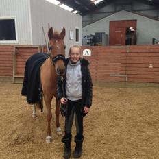 New Forest Reigershoeve Debbie