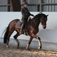 Finsk Varmblod Piece of Art