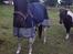 Pinto sioux indian (indi)