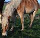 Haflinger Victoria