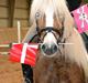 Haflinger Lizett