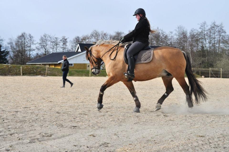 Anden særlig race Bianca (B1) billede 10