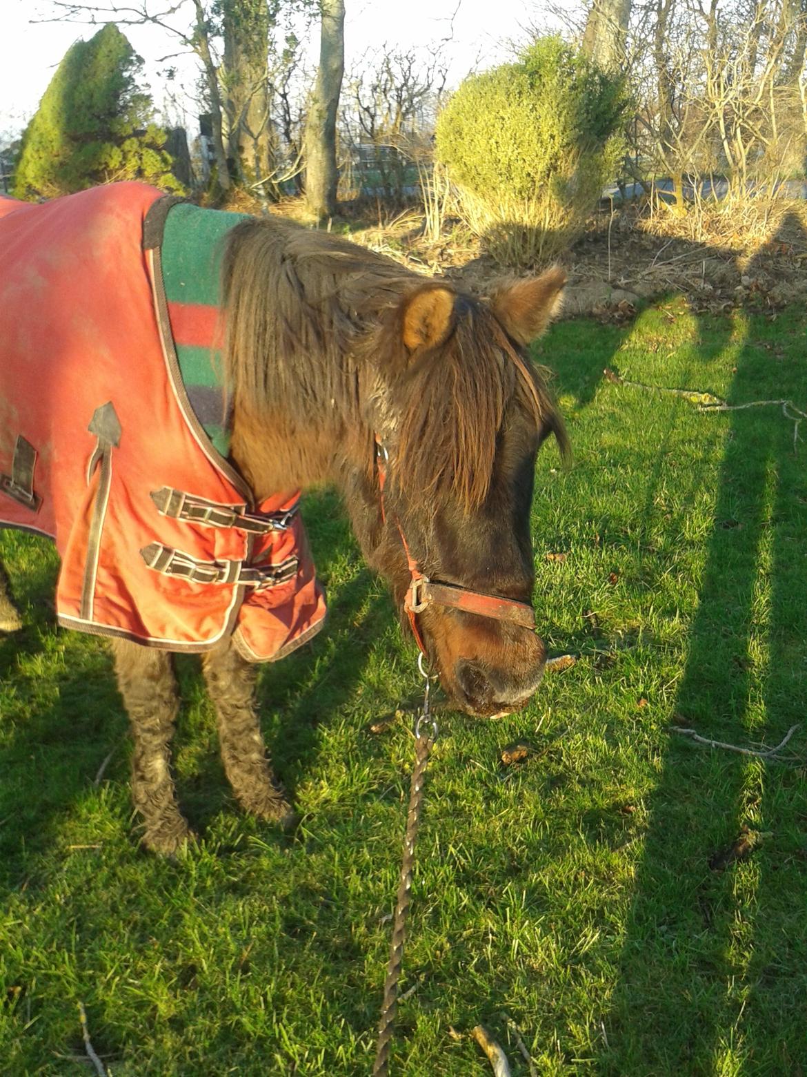 Anden særlig race dinna *for altid i mit hjerte! * billede 24