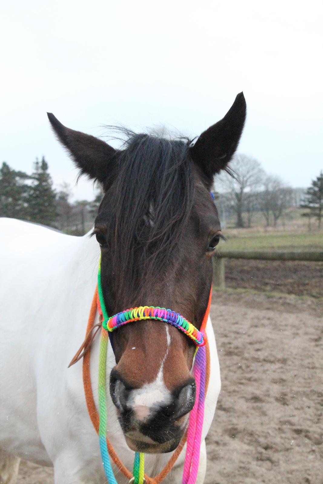 Pinto Gaasdal's Dushess *dysse* My everything - Dysse score blik xD credit: Sacha (Sacha&Natash) billede 12