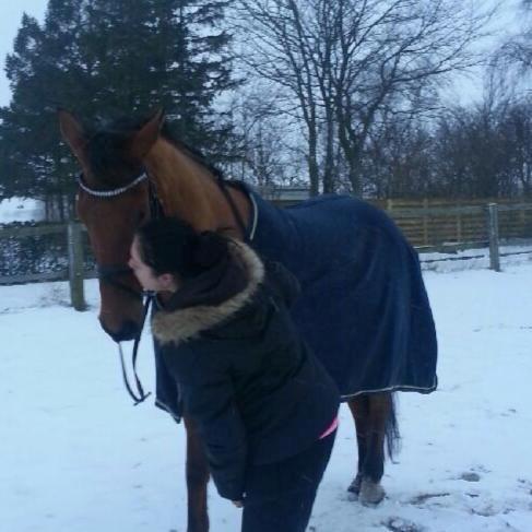 Dansk Varmblod Fanaldo <3<3 - velkommen til knalles profil!<3 billede 1