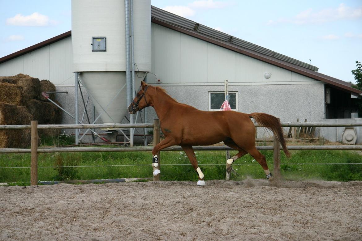 Trakehner Sigurd billede 1