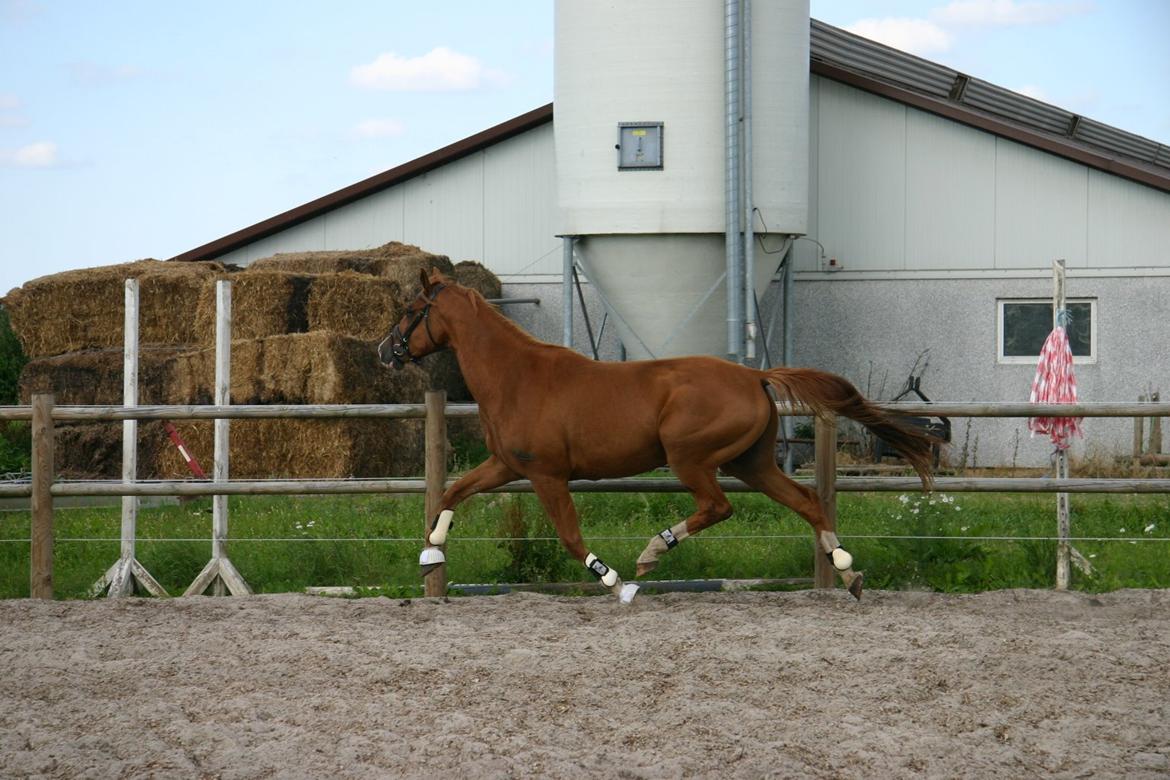 Trakehner Sigurd billede 2