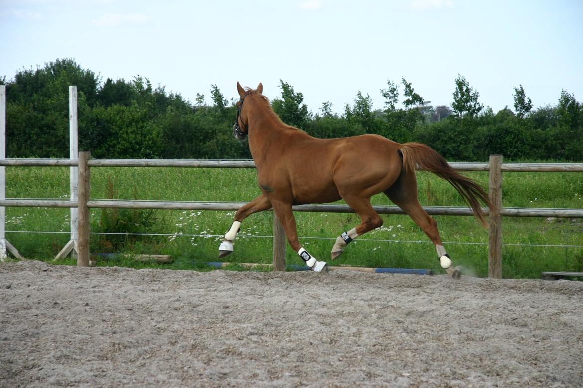 Trakehner Sigurd billede 3