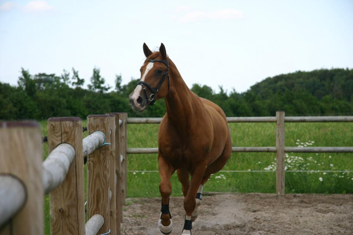 Trakehner Sigurd billede 4