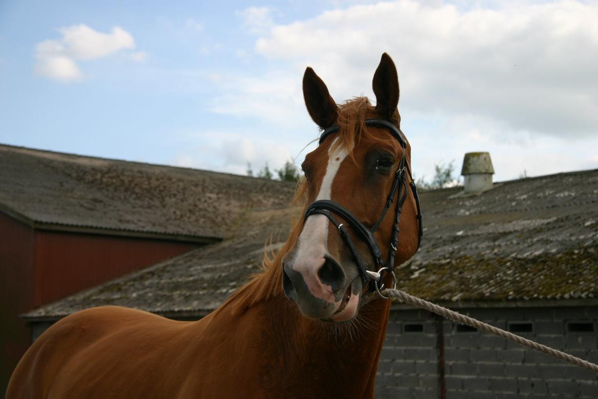 Trakehner Sigurd billede 5