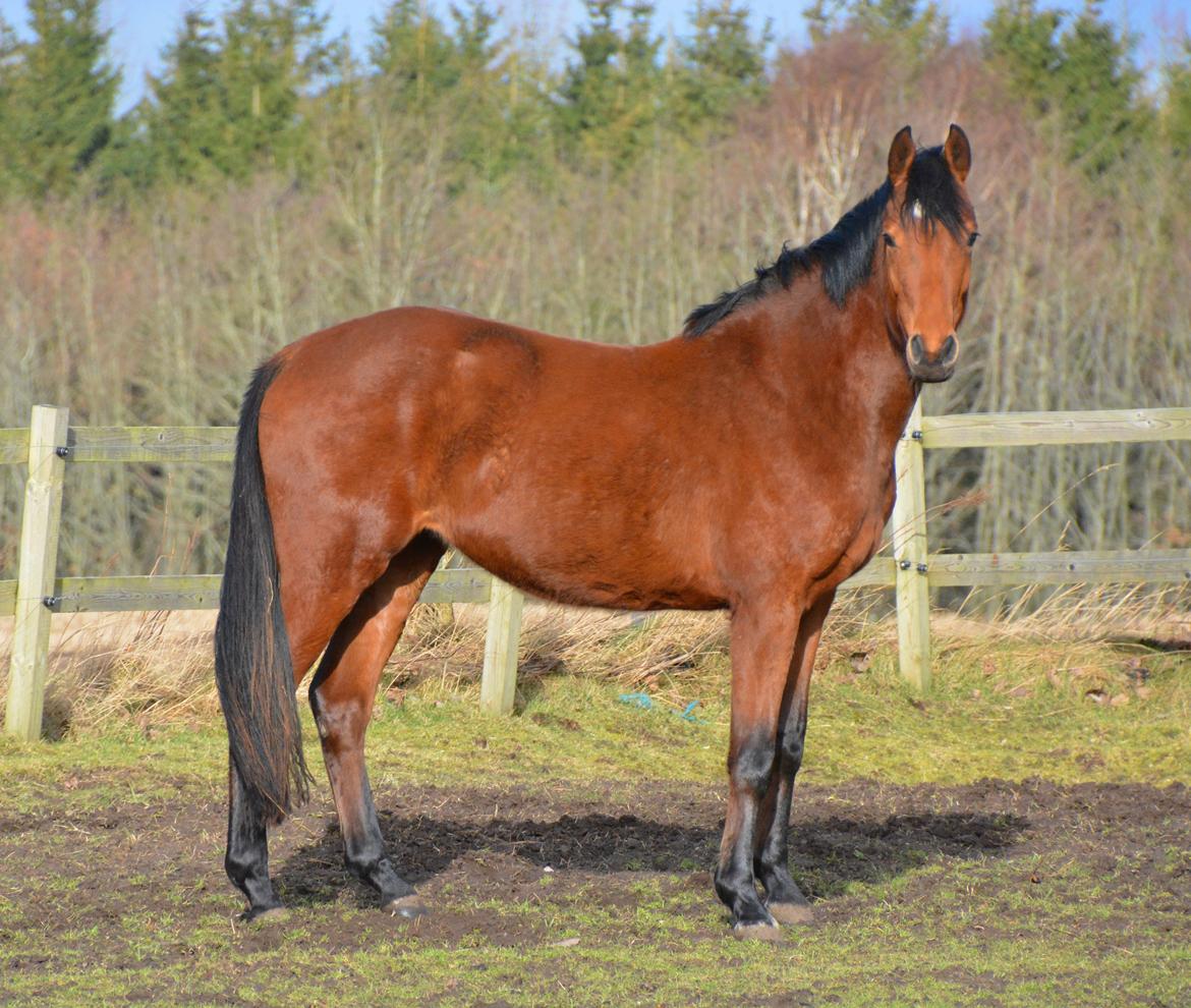 Dansk Varmblod Castana L billede 8