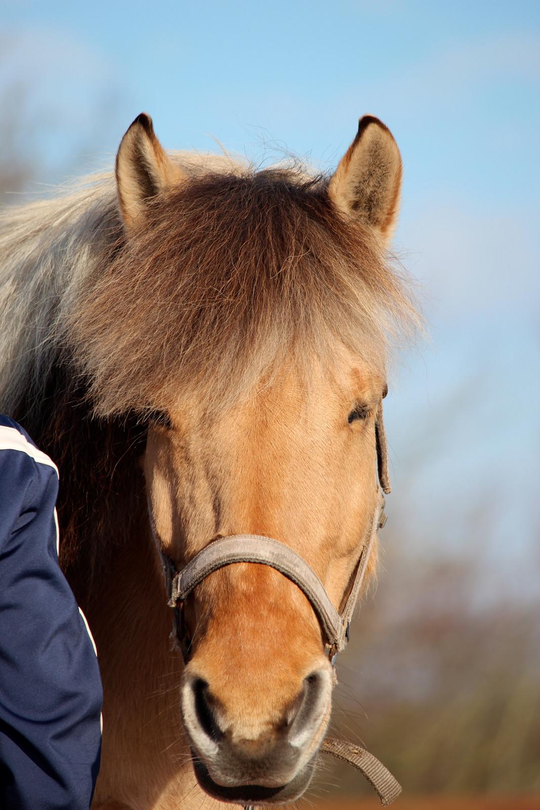 Anden særlig race Cjila billede 41