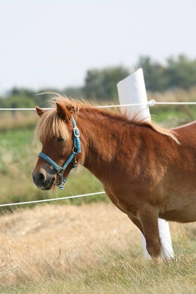 Shetlænder Pluto billede 1