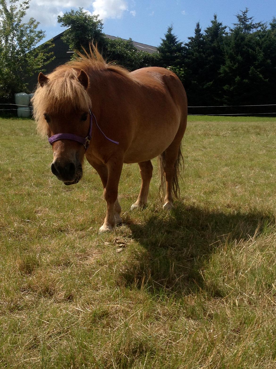 Shetlænder Pluto billede 2