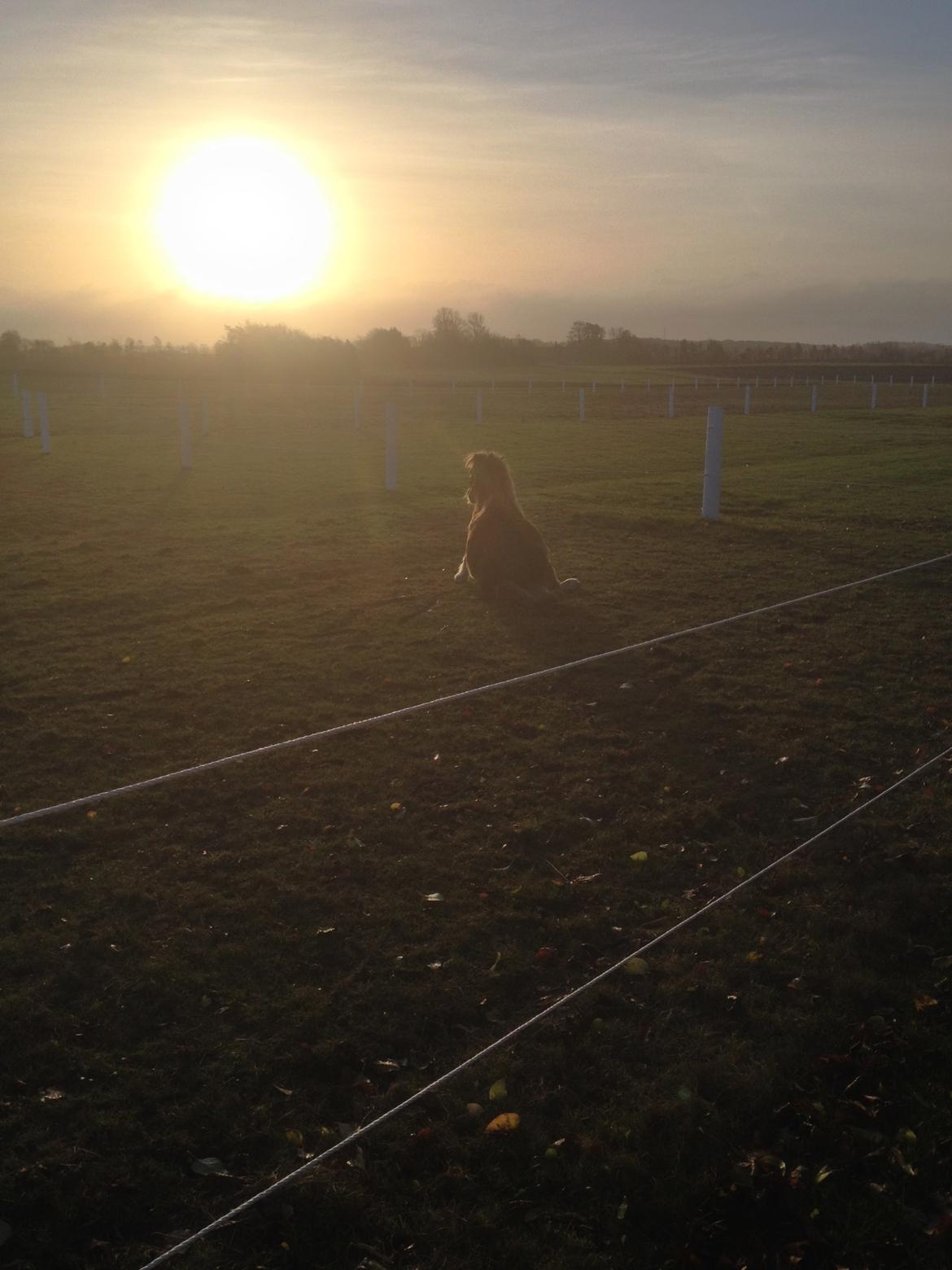 Shetlænder Pluto billede 3