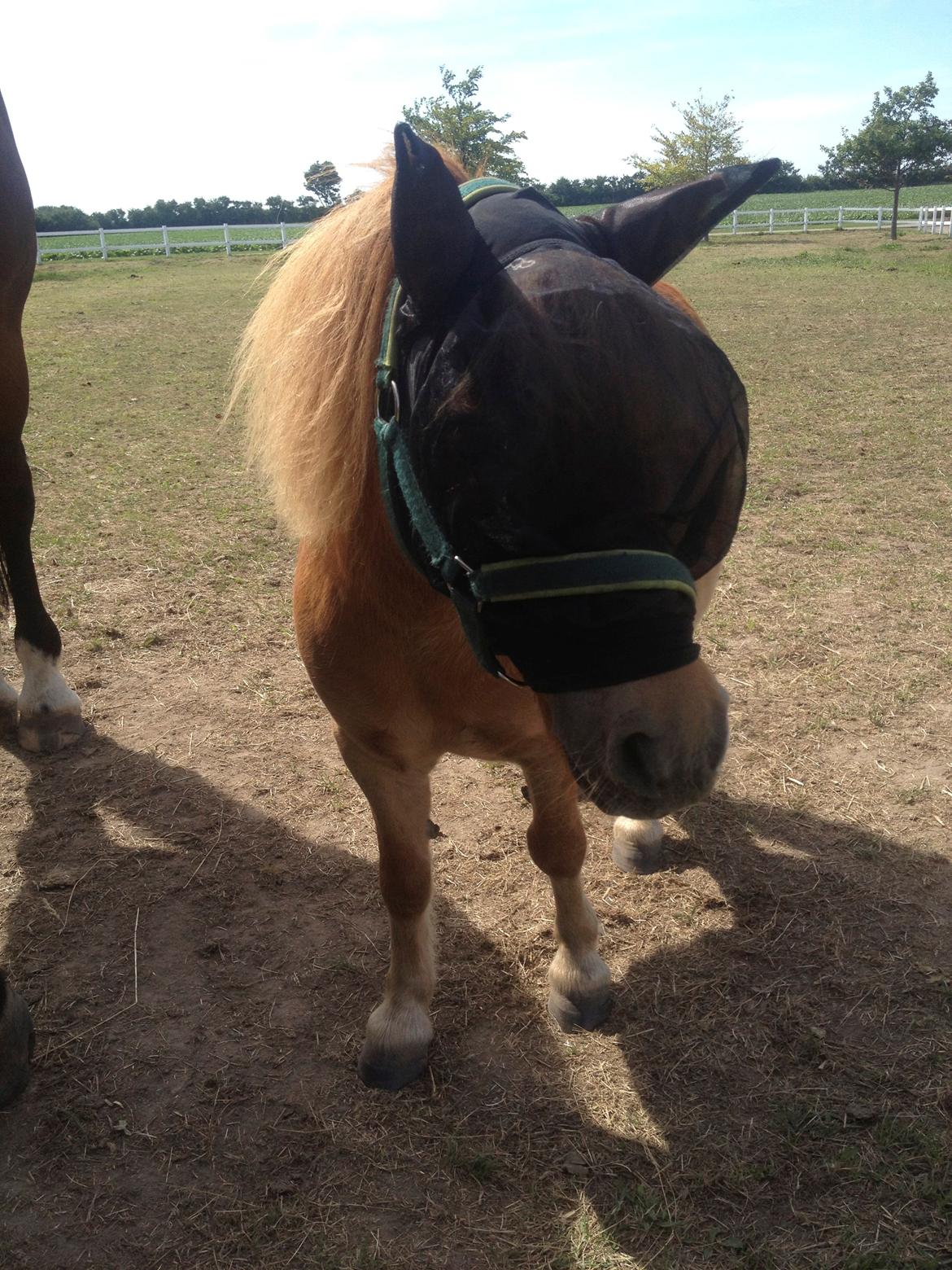 Shetlænder Pluto billede 4