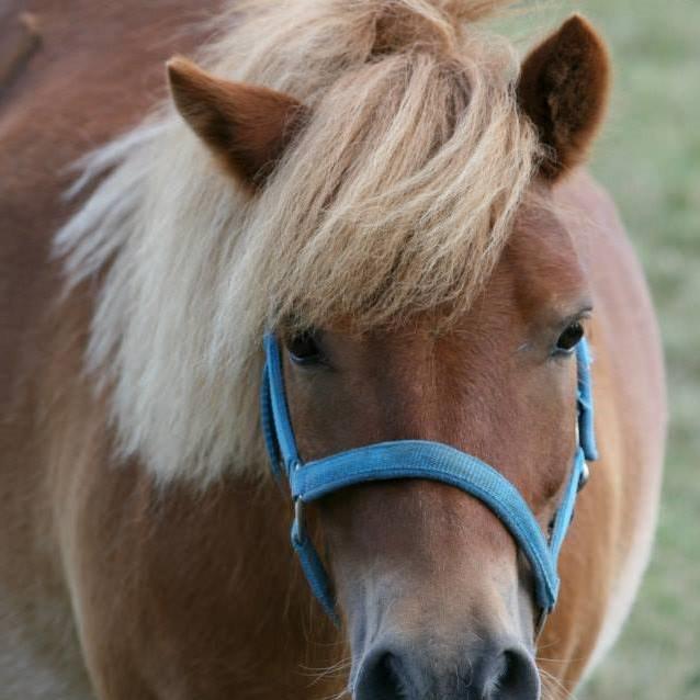 Shetlænder Pluto billede 5