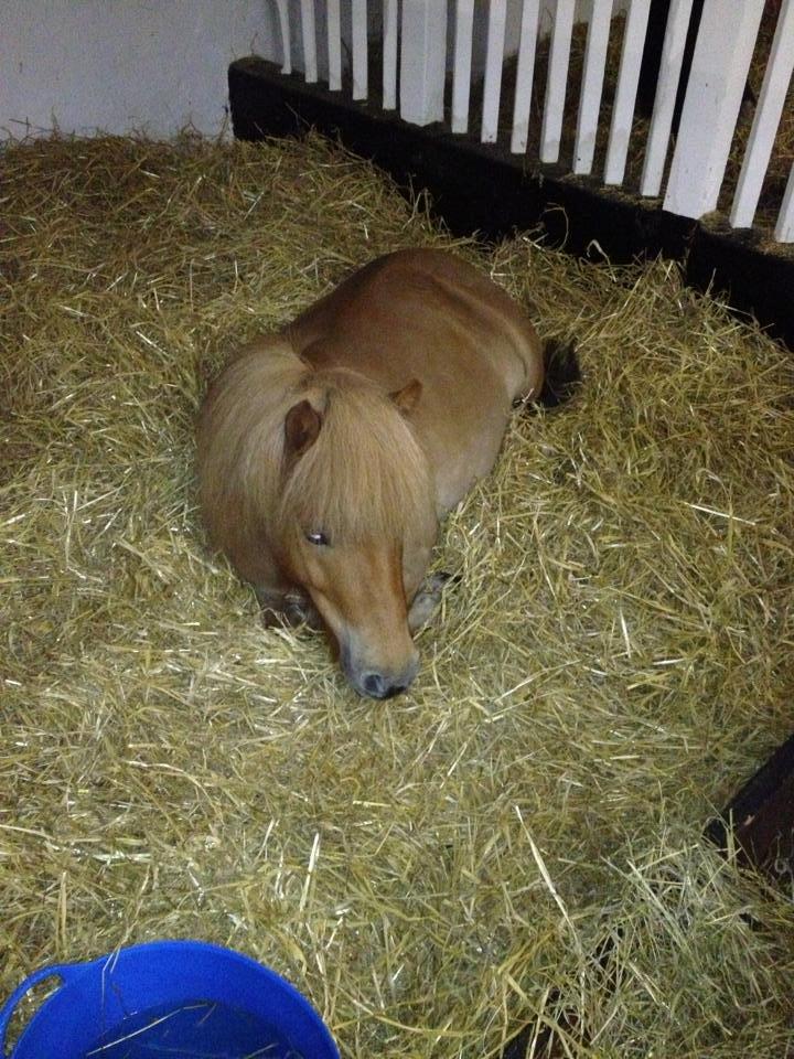 Shetlænder Pluto billede 6