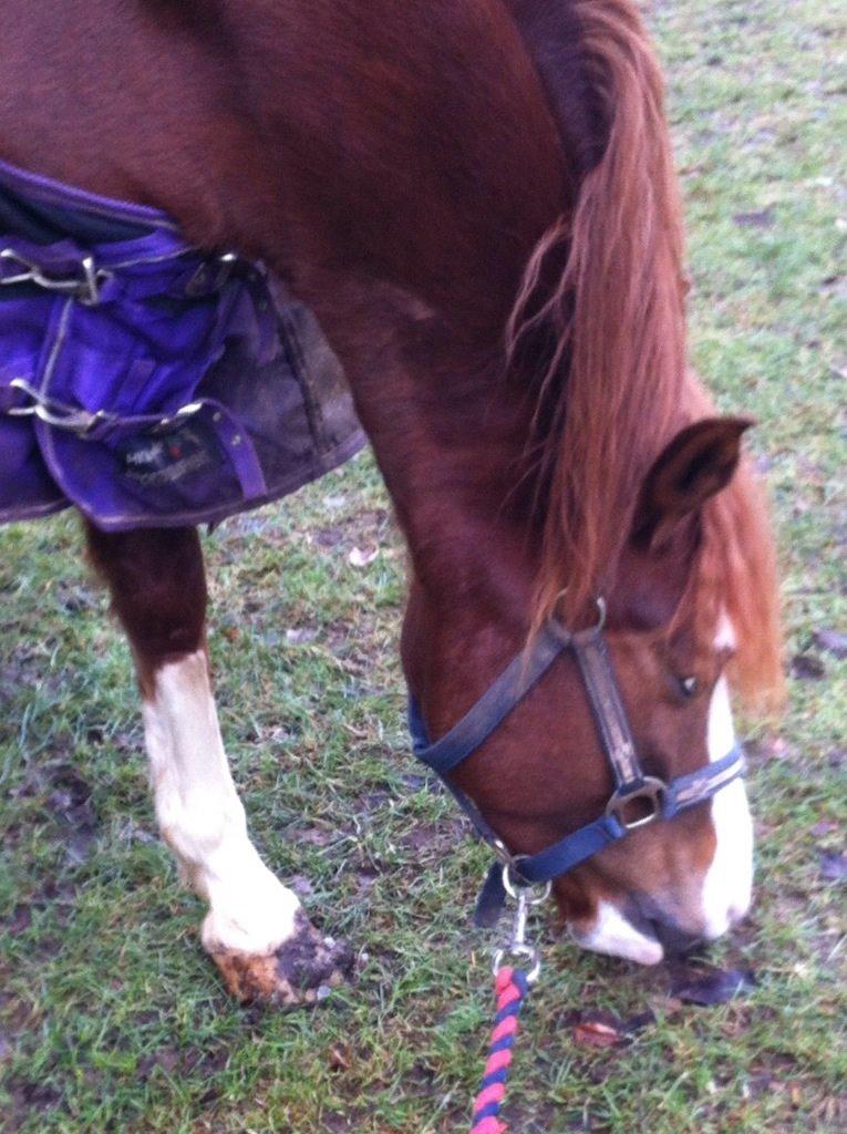 Anden særlig race Skikkilds Felis billede 14