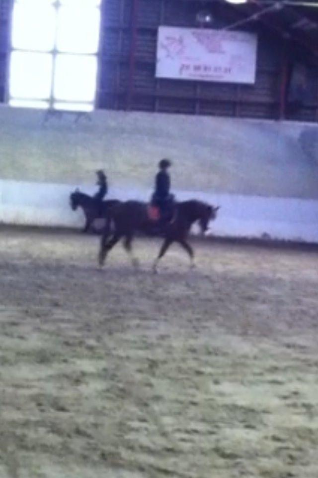 Anden særlig race Skikkilds Felis billede 15