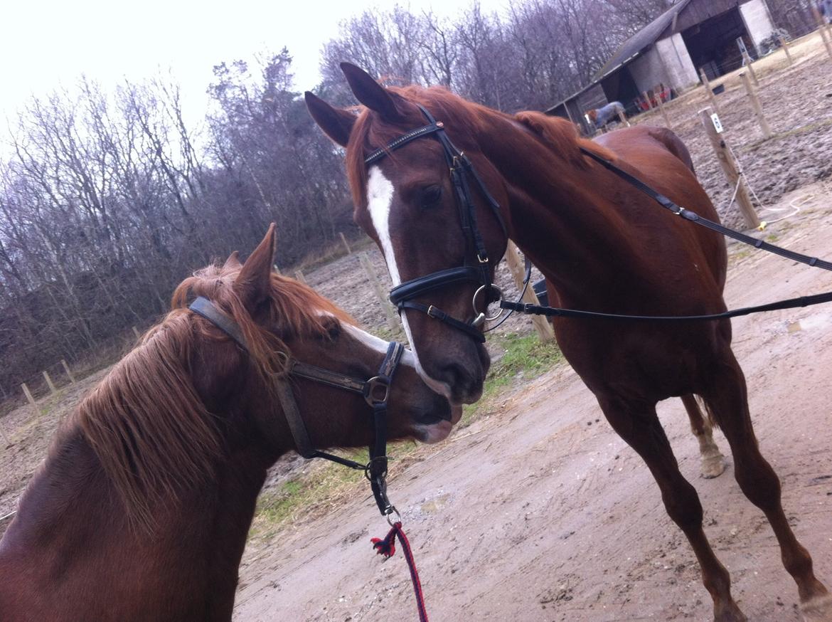 Anden særlig race Skikkilds Felis billede 16