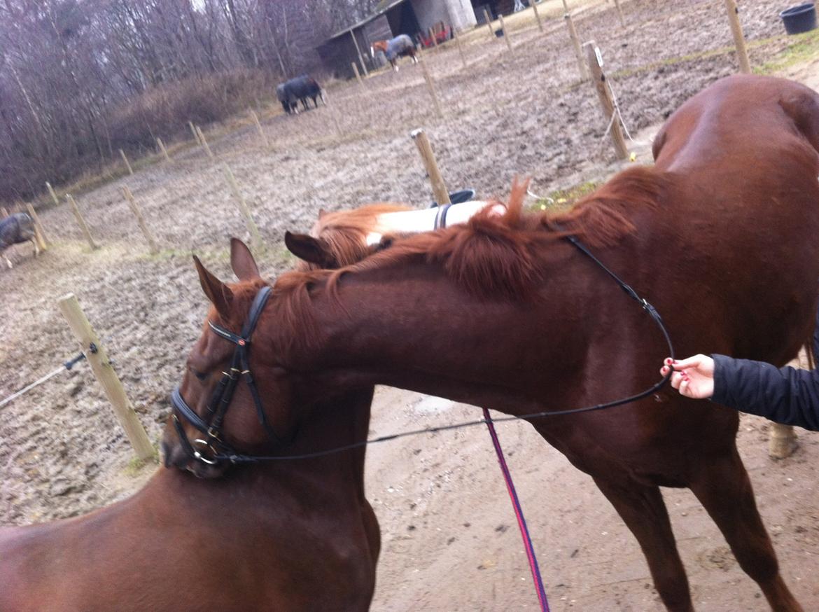 Anden særlig race Skikkilds Felis billede 17