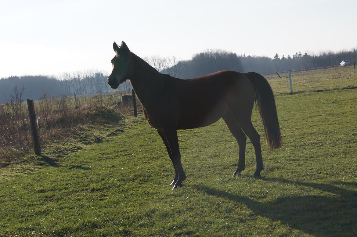 Arabisk fuldblod (OX) AG`S FadFlora billede 10