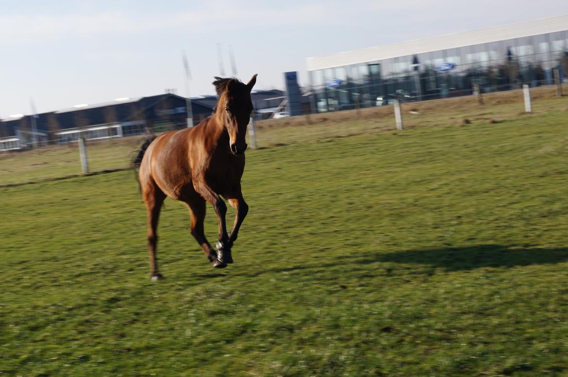 Arabisk fuldblod (OX) AG`S FadFlora billede 12