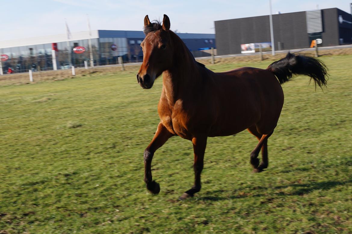 Arabisk fuldblod (OX) AG`S FadFlora billede 7