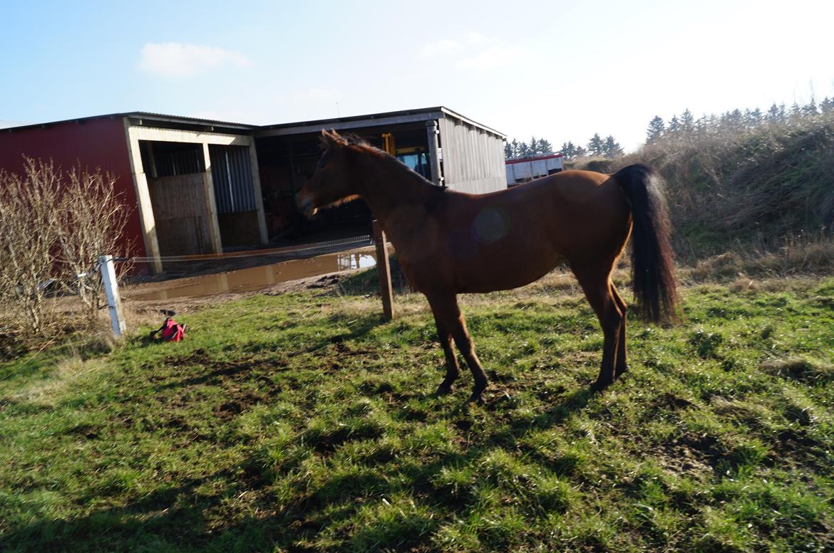 Arabisk fuldblod (OX) AG`S FadFlora billede 13