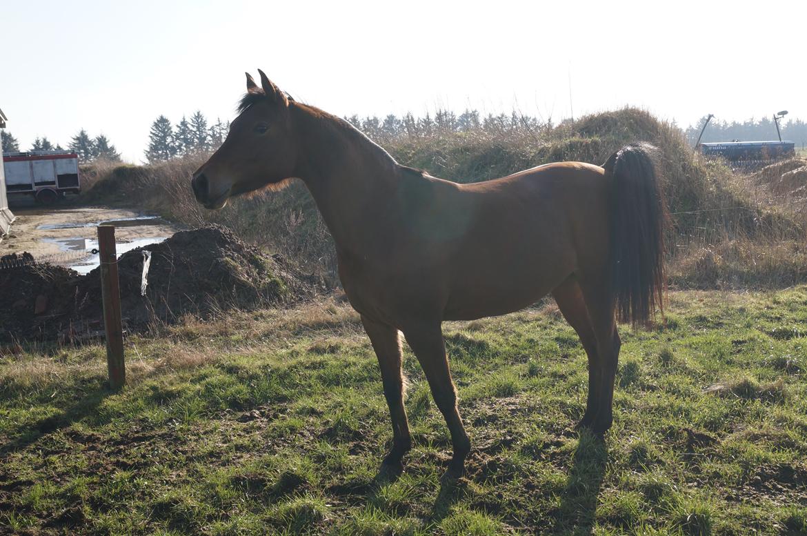 Arabisk fuldblod (OX) AG`S FadFlora billede 17