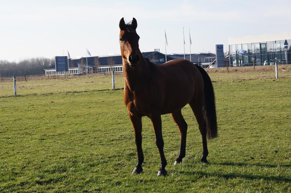 Arabisk fuldblod (OX) AG`S FadFlora billede 2