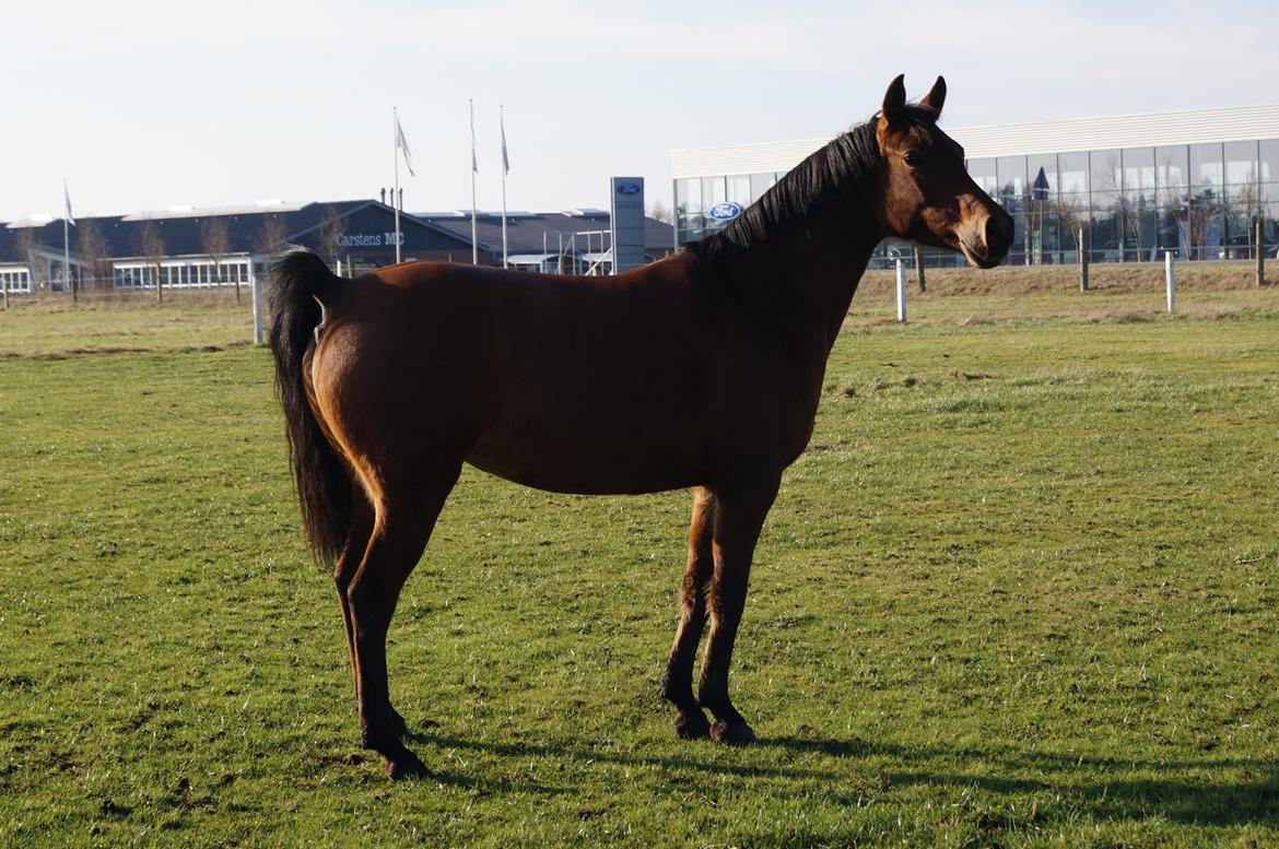 Arabisk fuldblod (OX) AG`S FadFlora billede 4