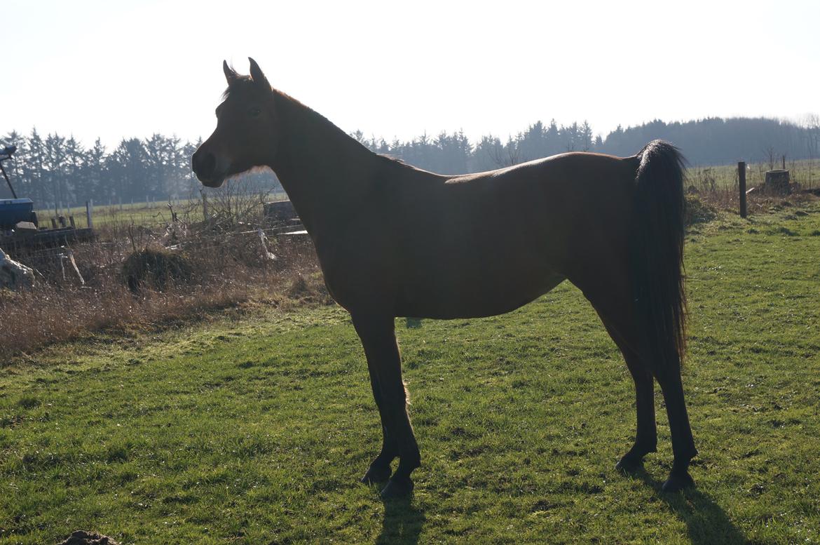 Arabisk fuldblod (OX) AG`S FadFlora billede 19