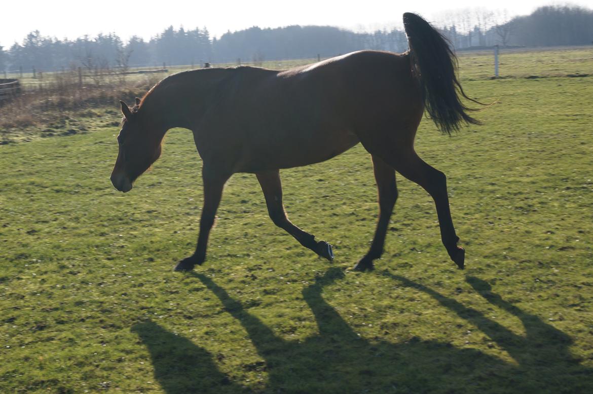 Arabisk fuldblod (OX) AG`S FadFlora billede 3